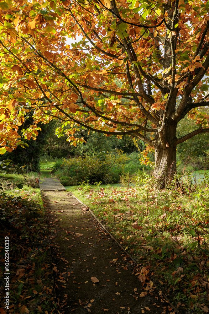 Sunlit autumn tree with vibrant orange and green leaves shading a narrow garden path, creating a serene fall atmosphere in a peaceful park setting Sunlit autumn tree with vibrant orange and green leaves shading a narrow garden path, creating a serene fall atmosphere in a peaceful park setting
