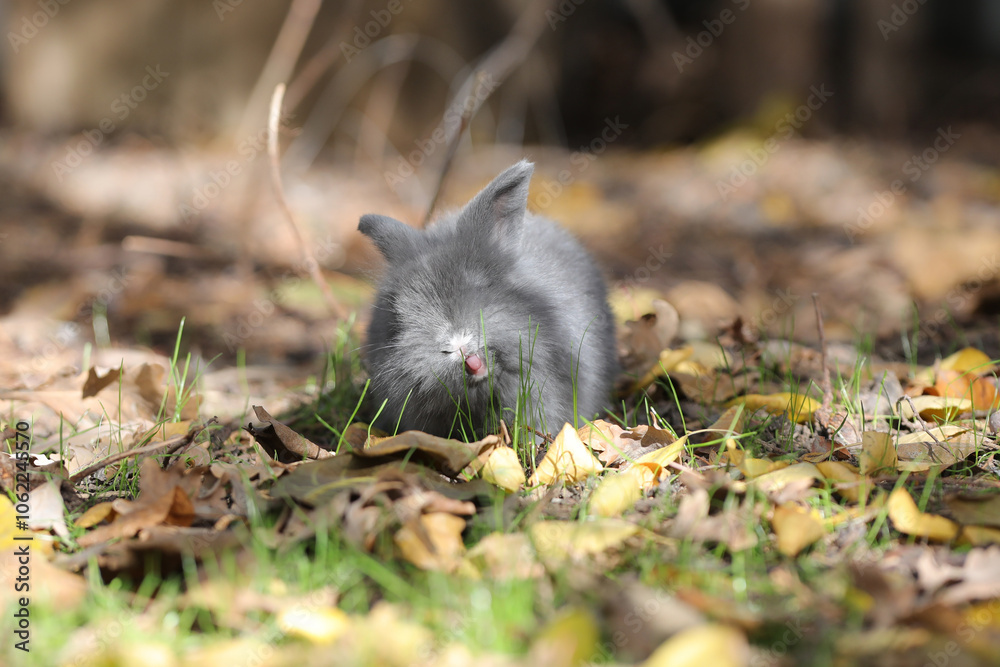 funny fluffy rabbit on autumn leaves