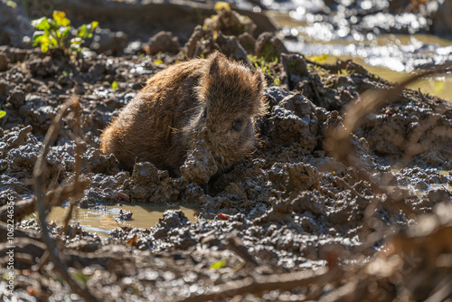 Take a bath - Wild pig