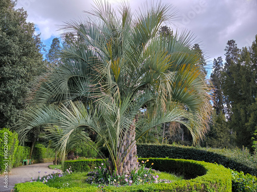 a palm trees in the Boboli garden, Florence, Italy