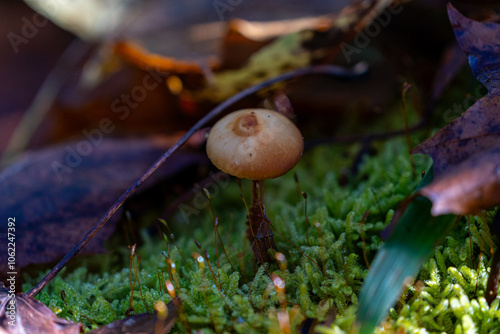 solitair mushroom