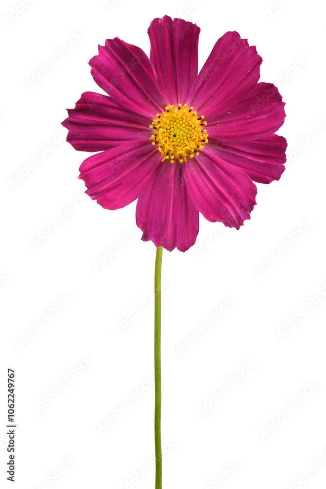 Isolated Cosmos flowers on white background. Isolated Cosmos flowers on white background.