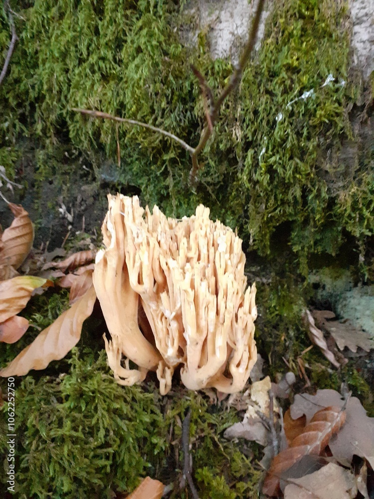 Ramaria Formosa, primo piano nel bosco in autunno Ramaria Formosa, primo piano nel bosco in autunno