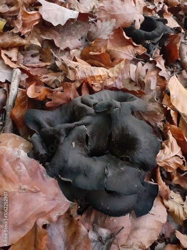 Funghi trombette di morto, Craterellus cornucopioides photo