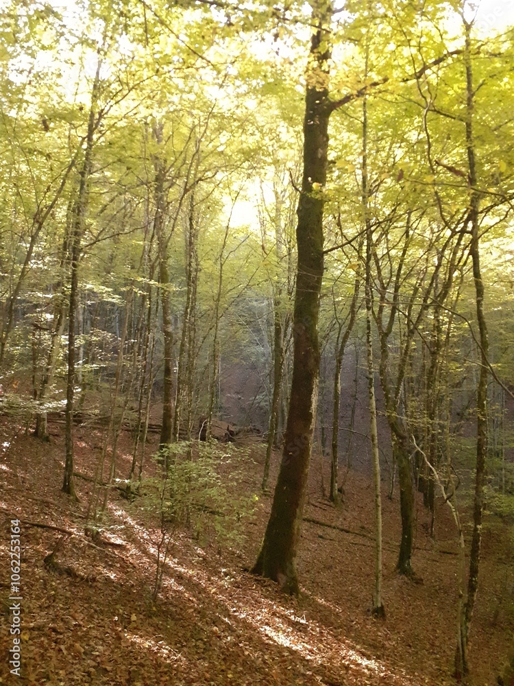 Naklejka premium Bosco suggestivo in autunno