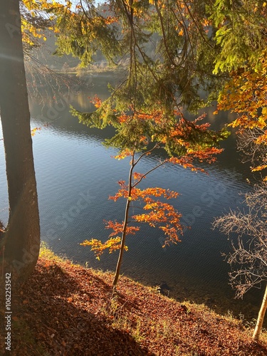Trees in Autumn by the Shore of Lake Piazze in Trentino