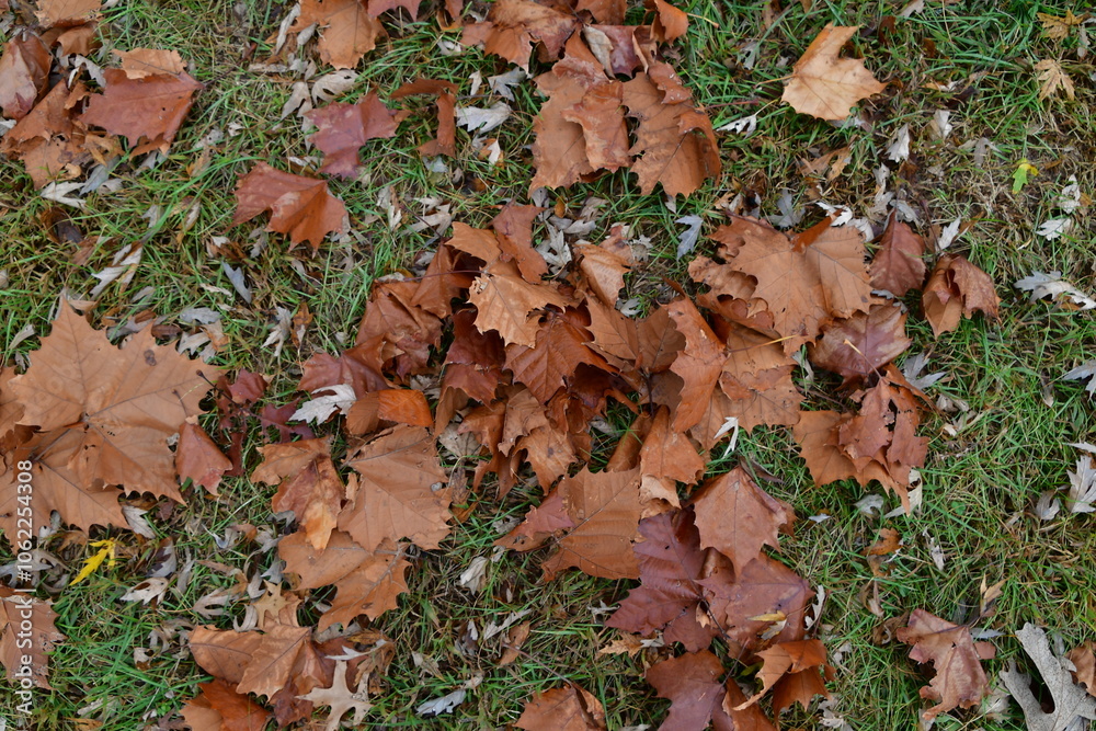 Dry Sycamore Leaves in a Yard Dry Sycamore Leaves in a Yard