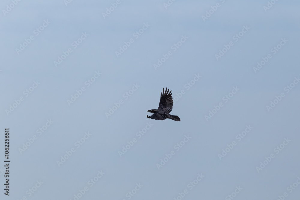Powerful raven gliding across a clear blue sky, its dark silhouette contrasting sharply with the background. A mesmerizing capture of this intelligent and iconic bird in flight. Powerful raven gliding across a clear blue sky, its dark silhouette contrasting sharply with the background. A mesmerizing capture of this intelligent and iconic bird in flight.