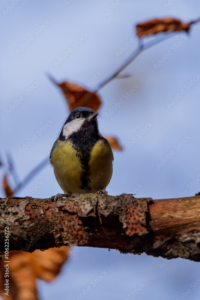Vibrant great tit (Parus major) perched on a branch, highlighting its striking yellow and black plumage. A stunning capture of this common yet charismatic woodland bird in its natural habitat. Vibrant great tit (Parus major) perched on a branch, highlighting its striking yellow and black plumage. A stunning capture of this common yet charismatic woodland bird in its natural habitat.