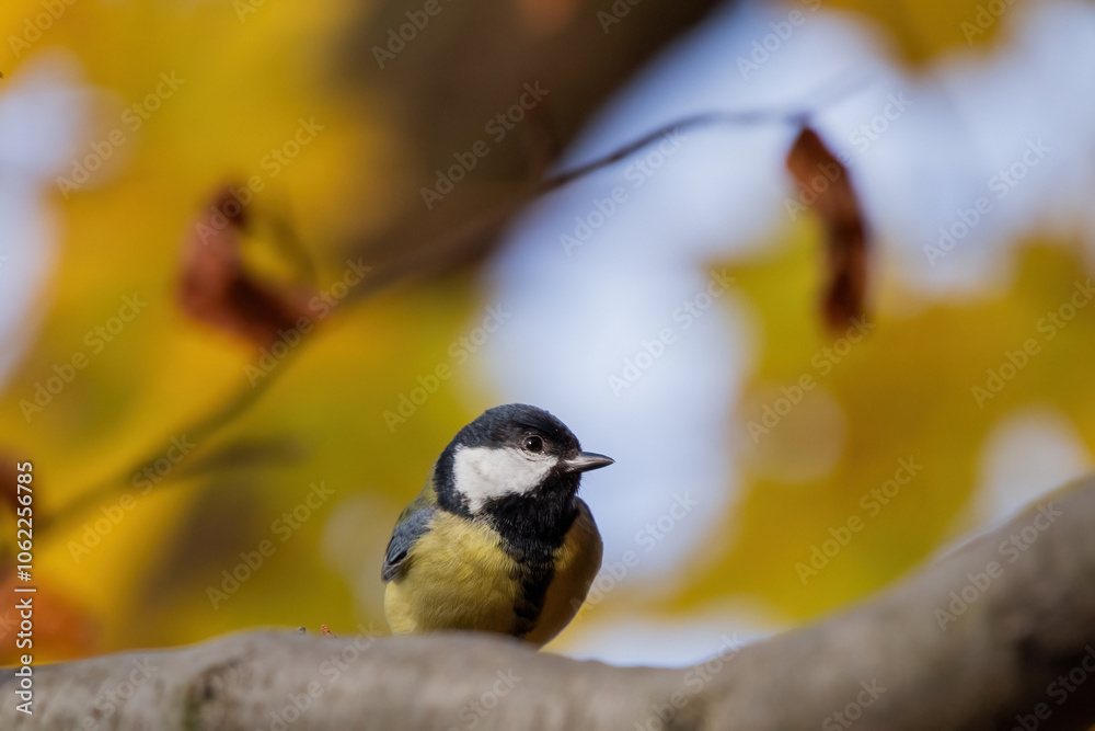Obraz premium Vibrant great tit (Parus major) perched on a branch, highlighting its striking yellow and black plumage. A stunning capture of this common yet charismatic woodland bird in its natural habitat.