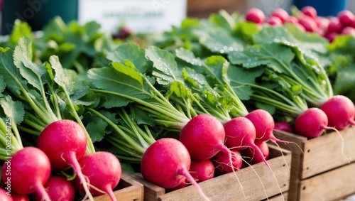 Freshly picked radishes in wooden crates with leafy green tops ready for market display at a local farmer's market. photo