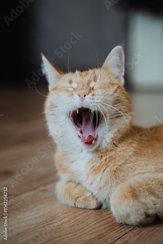 This delightful image showcases an incredibly cute cat in the middle of a big yawn, which highlights its adorable sharp fangs and impressively long whiskers. Its truly a sight to behold photo