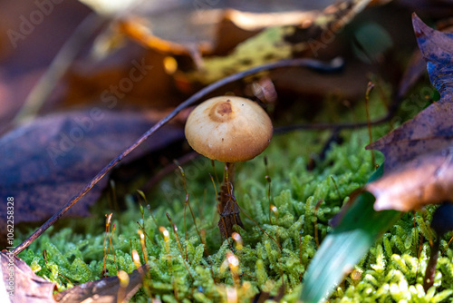 Solitair Mushroom