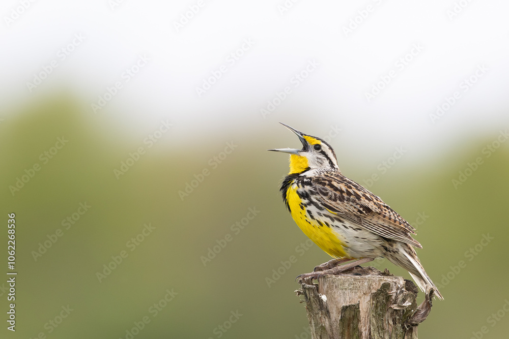 Naklejka premium Eastern Meadowlark