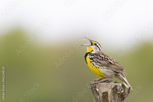 Eastern Meadowlark photo