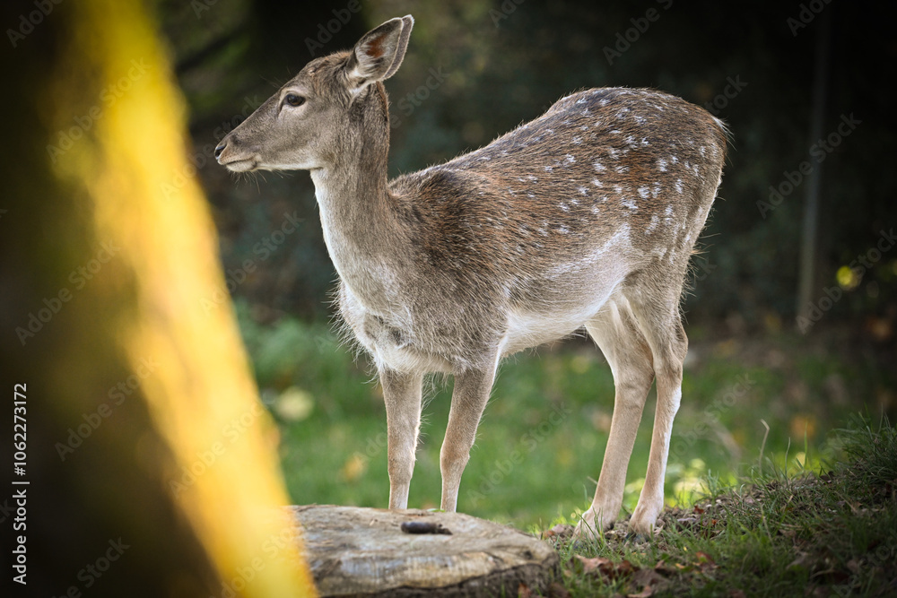 deer in the woods deer in the woods