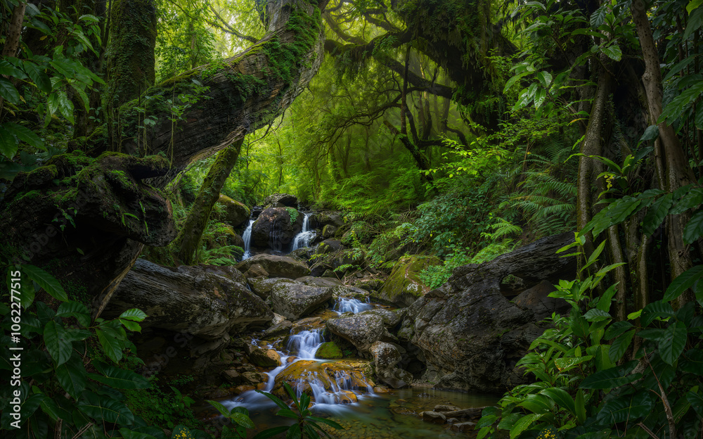 Fototapeta premium Tropical rain forest in Costa Rica