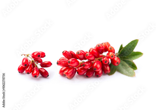 Barberry berries photo