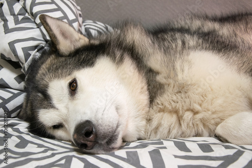 A fluffy husky lies peacefully on a cozy blanket, showcasing its relaxed demeanor and striking features during a calm day inside