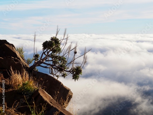 A solitary plant courageously grows on the edge of a mountain cliff against a vast sky filled with drifting clouds, embodying resilience and the power of nature - Pico do Arieiro, Madeira, Portugal. photo