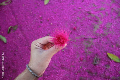 mão segurando flor de jambo com flores de jambo caída no chão