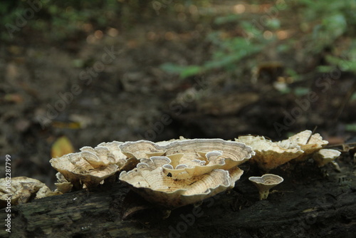 cogumelos crescendo no solo da floresta amazônica