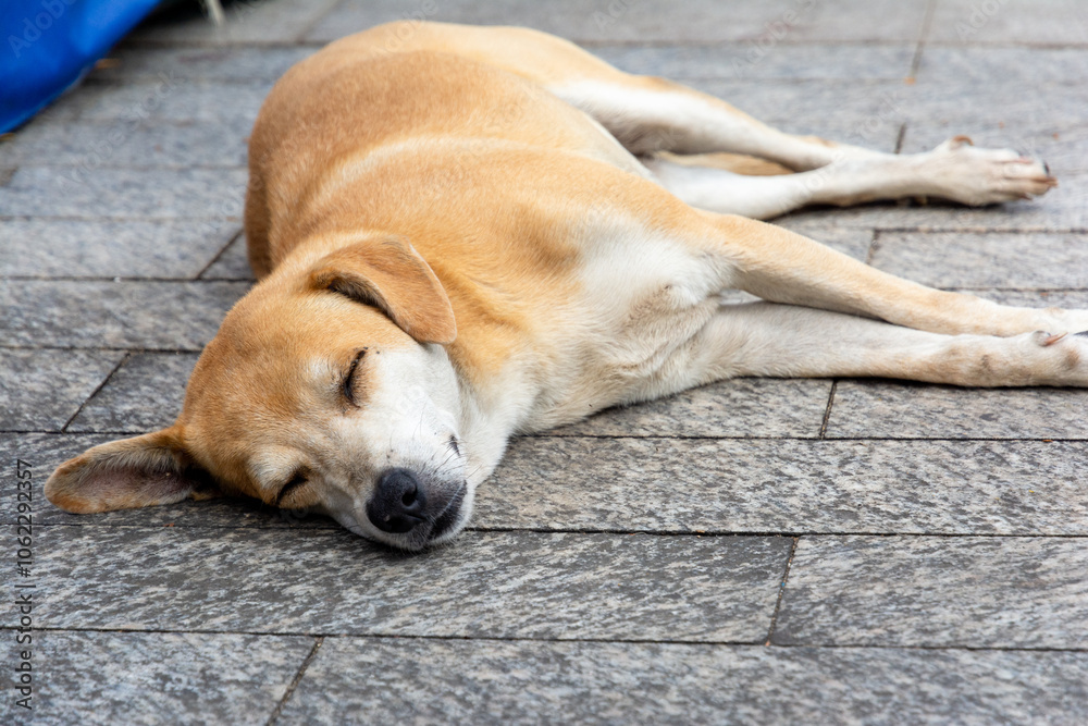 A stray dog sleeping on the sidewalk of the streets of Pelourinho. Homeless animal. A stray dog sleeping on the sidewalk of the streets of Pelourinho. Homeless animal.