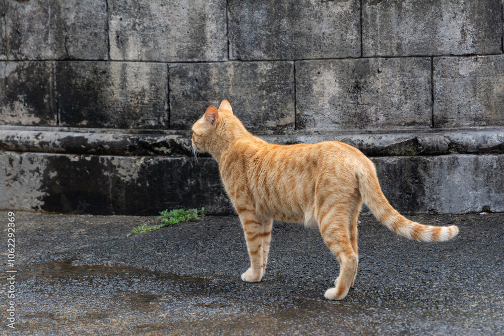 A brown stray cat walking on the sidewalk of the streets of Pelourinho. Homeless animal. A brown stray cat walking on the sidewalk of the streets of Pelourinho. Homeless animal.