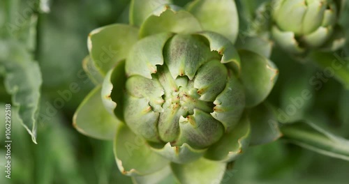 Artichoke growing slowly showing its spiral pattern