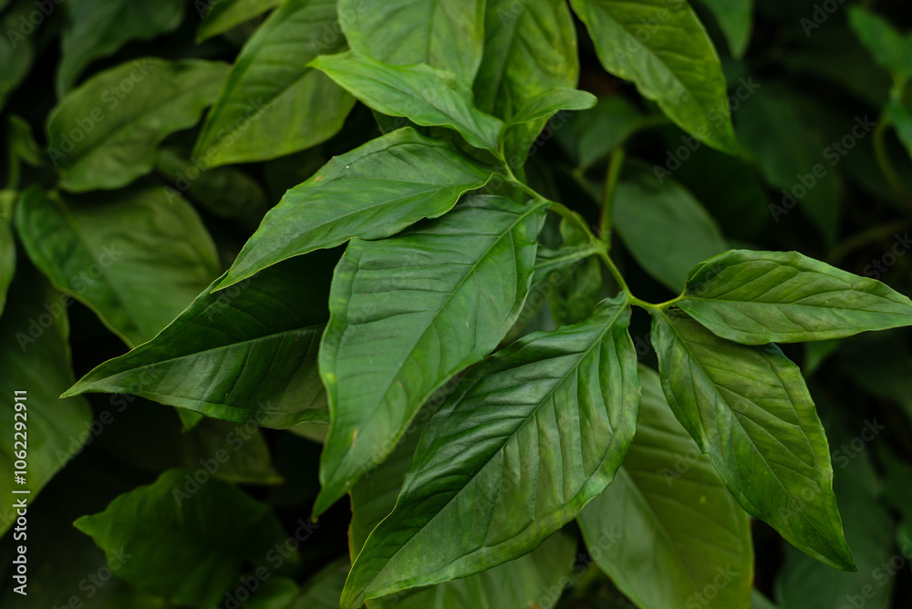 Plants and green leaves in a garden. Nature care.