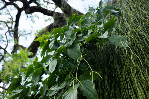 Branches of Rhipsalis clavata on a leafy tree. Preserved nature, environment photo