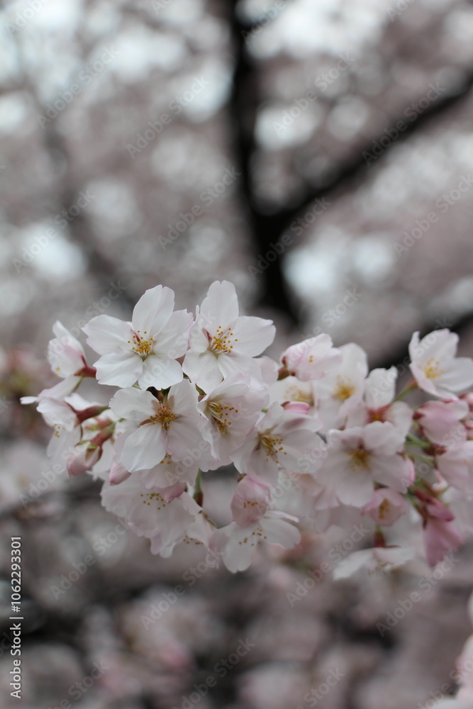 Pure white cherry blossoms in full bloom, their delicate petals creating a soft and elegant display. The pristine flowers radiate tranquility and the fresh spirit of spring. Pure white cherry blossoms in full bloom, their delicate petals creating a soft and elegant display. The pristine flowers radiate tranquility and the fresh spirit of spring.
