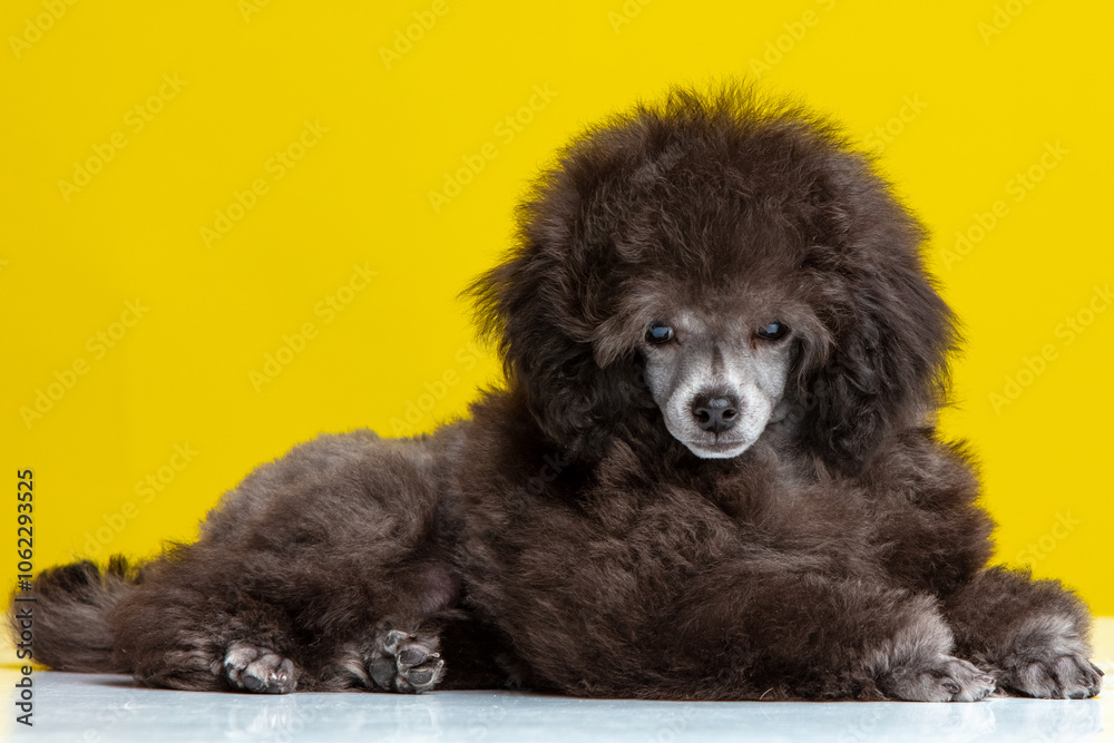 poodle puppy on a colored background poodle puppy on a colored background