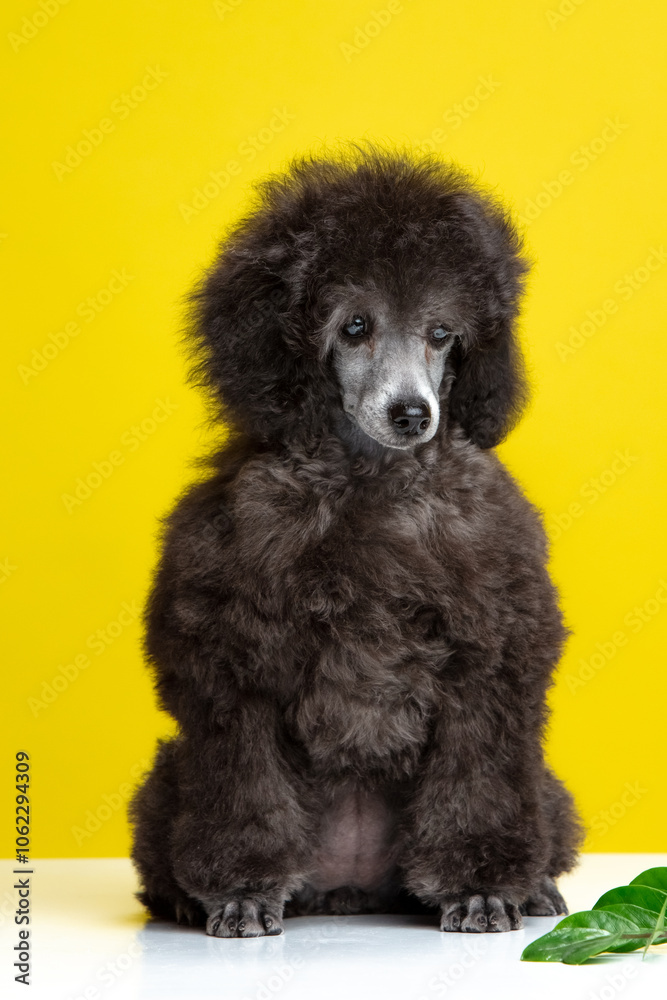 poodle puppy on a colored background poodle puppy on a colored background