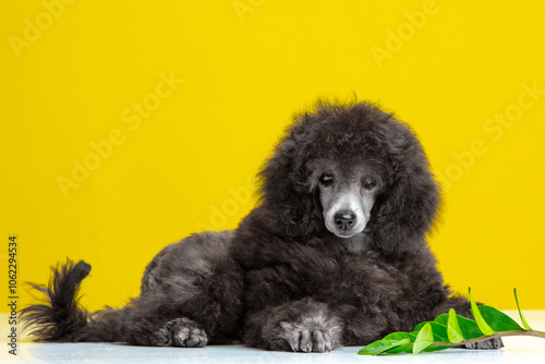 poodle puppy on a colored background