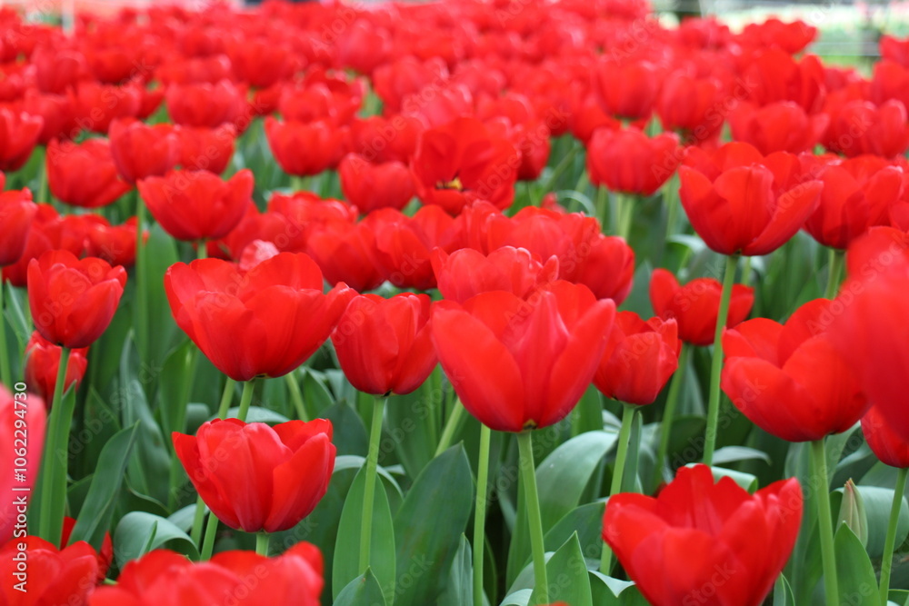 Fototapeta premium Vibrant tulip field in full bloom, a stunning spring meadow capturing the beauty and colors of nature