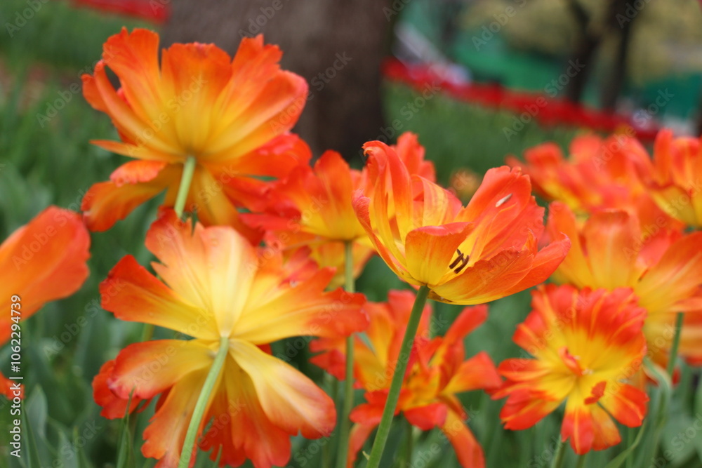 Vibrant tulip field in full bloom, a stunning spring meadow capturing the beauty and colors of nature Vibrant tulip field in full bloom, a stunning spring meadow capturing the beauty and colors of nature