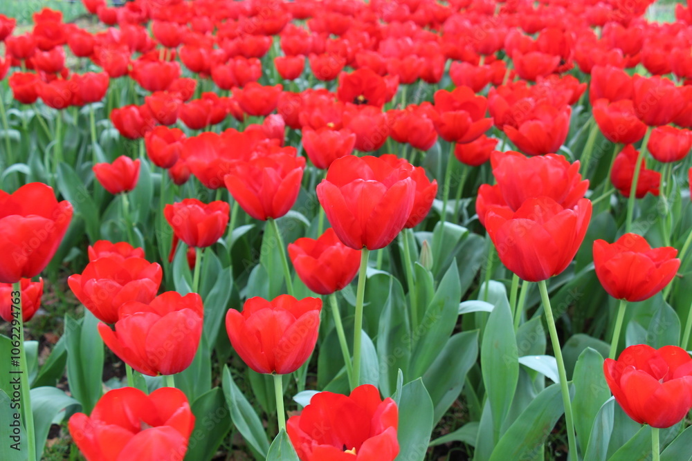Vibrant tulip field in full bloom, a stunning spring meadow capturing the beauty and colors of nature Vibrant tulip field in full bloom, a stunning spring meadow capturing the beauty and colors of nature