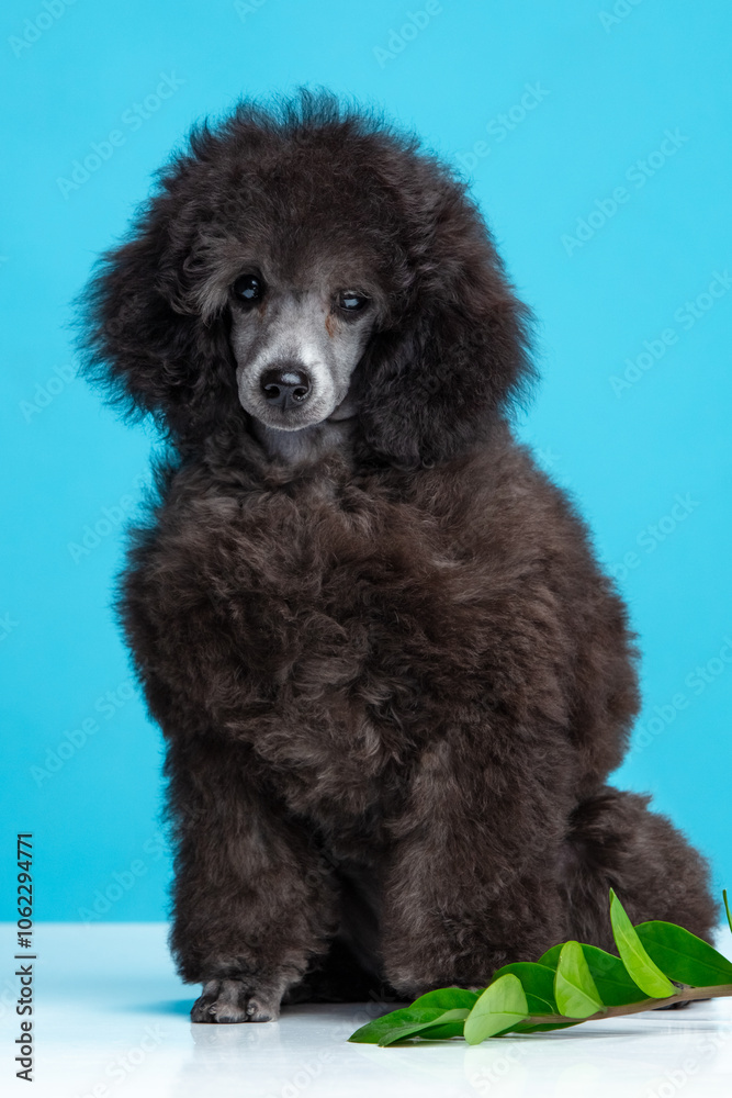 poodle puppy on a colored background poodle puppy on a colored background