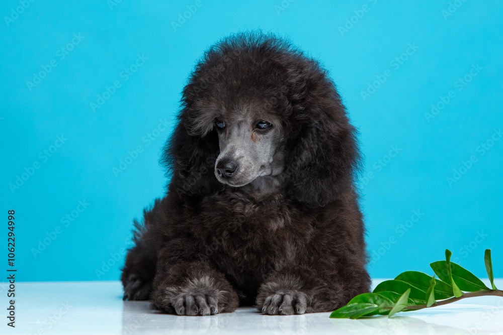 poodle puppy on a colored background poodle puppy on a colored background