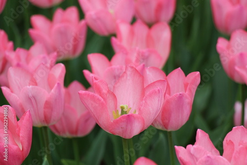 Vibrant tulip field in full bloom, a stunning spring meadow capturing the beauty and colors of nature photo