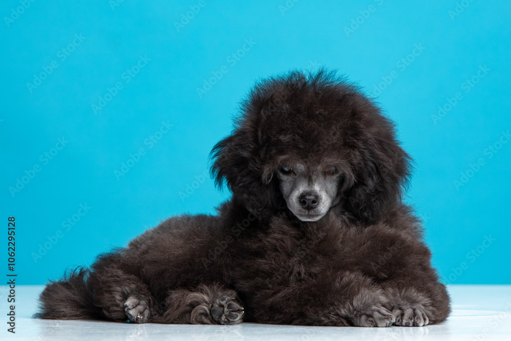 poodle puppy on a colored background poodle puppy on a colored background