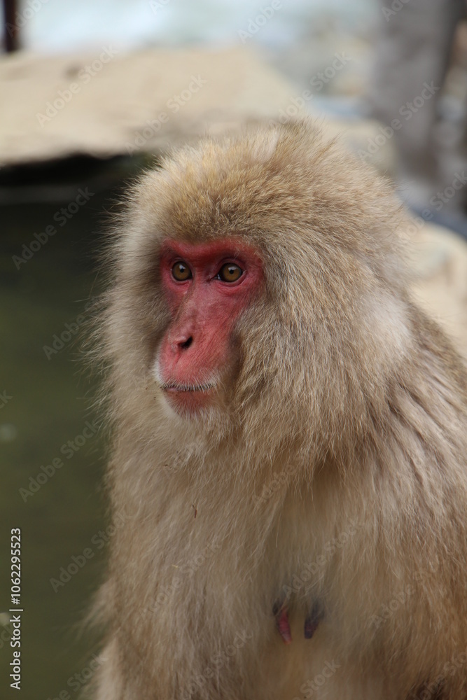 Close-up of Japanese monkeys near Nagano, capturing their expressive faces and thick fur. The natural setting and misty atmosphere create a sense of warmth and tranquility in the scene. Close-up of Japanese monkeys near Nagano, capturing their expressive faces and thick fur. The natural setting and misty atmosphere create a sense of warmth and tranquility in the scene.