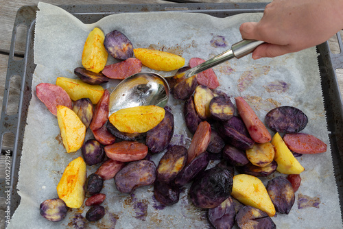 Ein Blech mit gebratenen bunten Ofenkartoffeln. Die bunte Kartoffelvielfalt. Die gelben, pinken und violetten Kartoffeln.