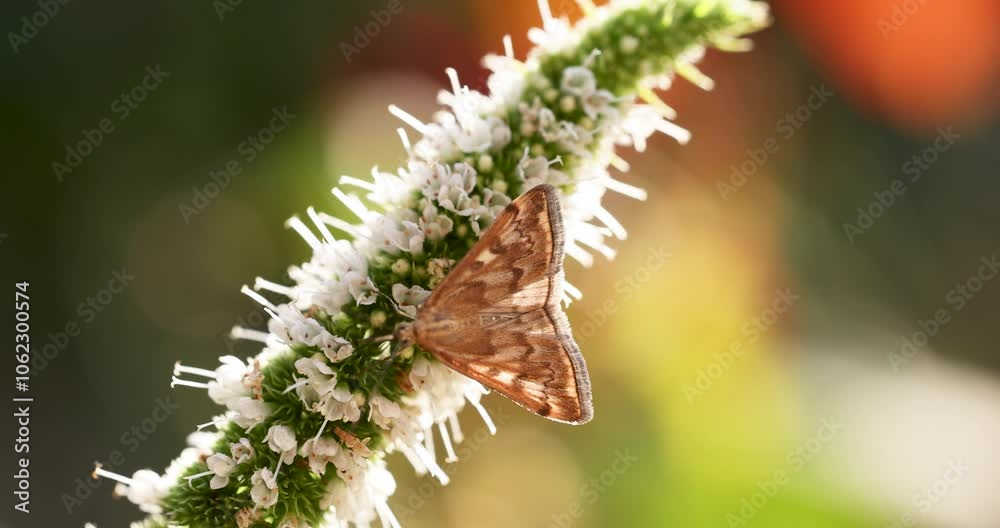 Moth resting gracefully on a colorful flowering plant Moth resting gracefully on a colorful flowering plant