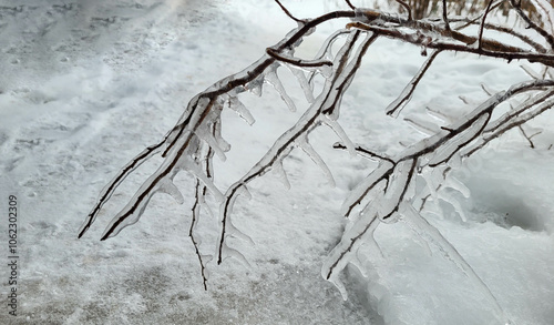 An ice-covered rosehip branch with needles in close-up, on a winter day after an icy rain