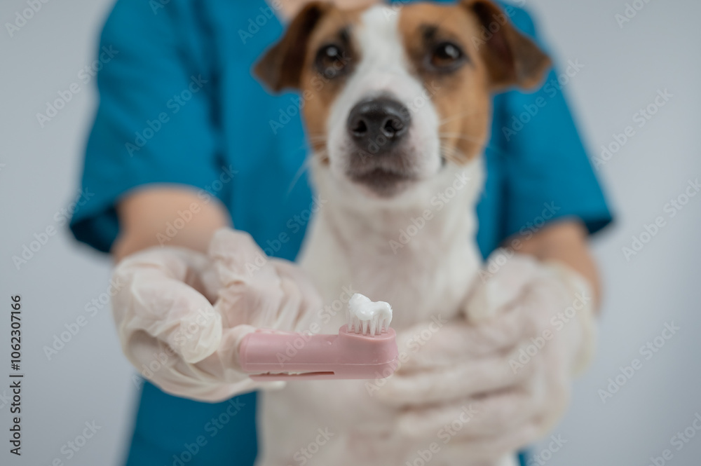 A vet is cleaning the teeth of a Jack Russell Terrier. A vet is cleaning the teeth of a Jack Russell Terrier.