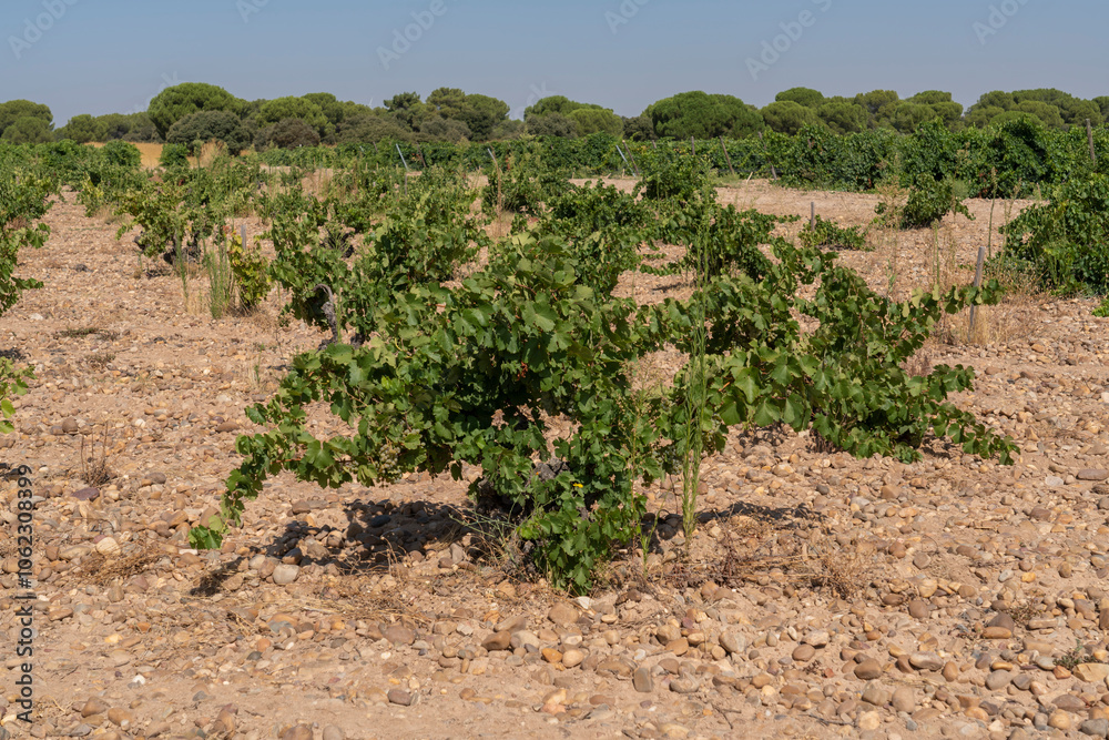A vineyard of low bush vines thriving in rocky, arid soil under clear skies. Perfect for agricultural, viticulture, and countryside landscape themes A vineyard of low bush vines thriving in rocky, arid soil under clear skies. Perfect for agricultural, viticulture, and countryside landscape themes