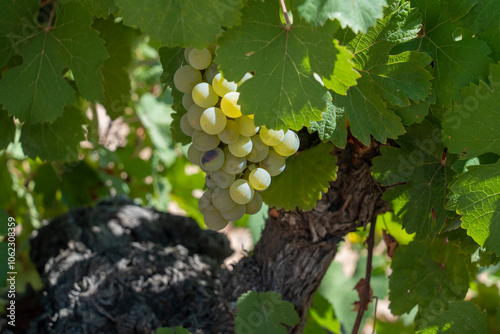 A vineyard of low bush vines thriving in rocky, arid soil under clear skies. Perfect for agricultural, viticulture, and countryside landscape themes photo