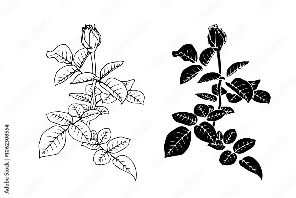 Fototapeta premium Botanical sketch, stamp, rose flower silhouette. Vector graphics.